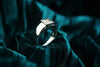 Masculine Heirloom Signet Ring